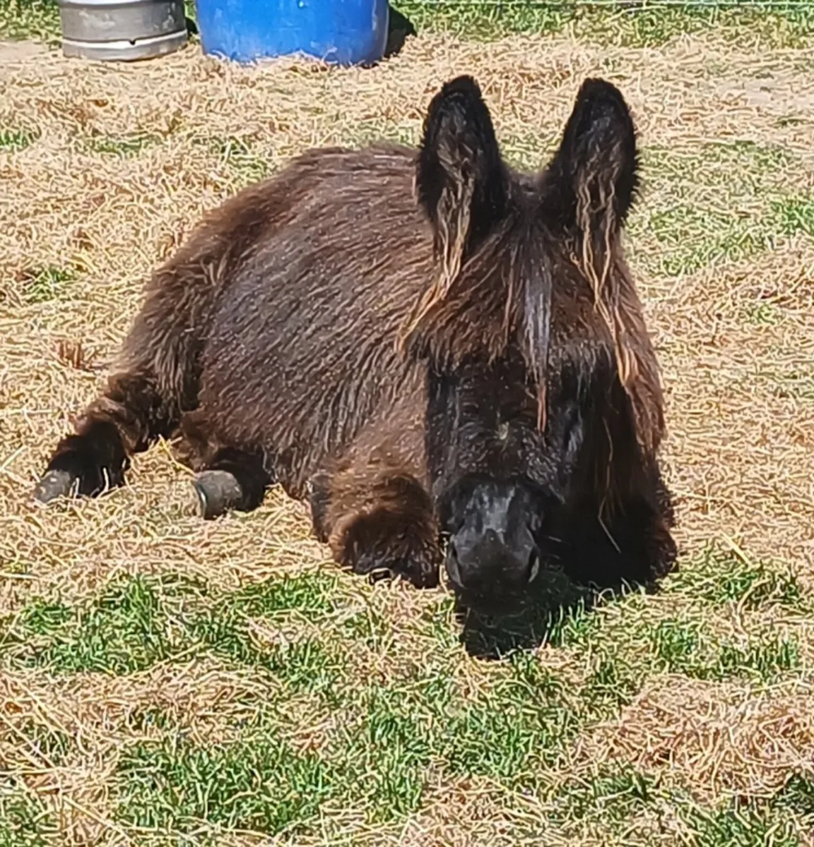 Small Jenny Donkey - Image 3