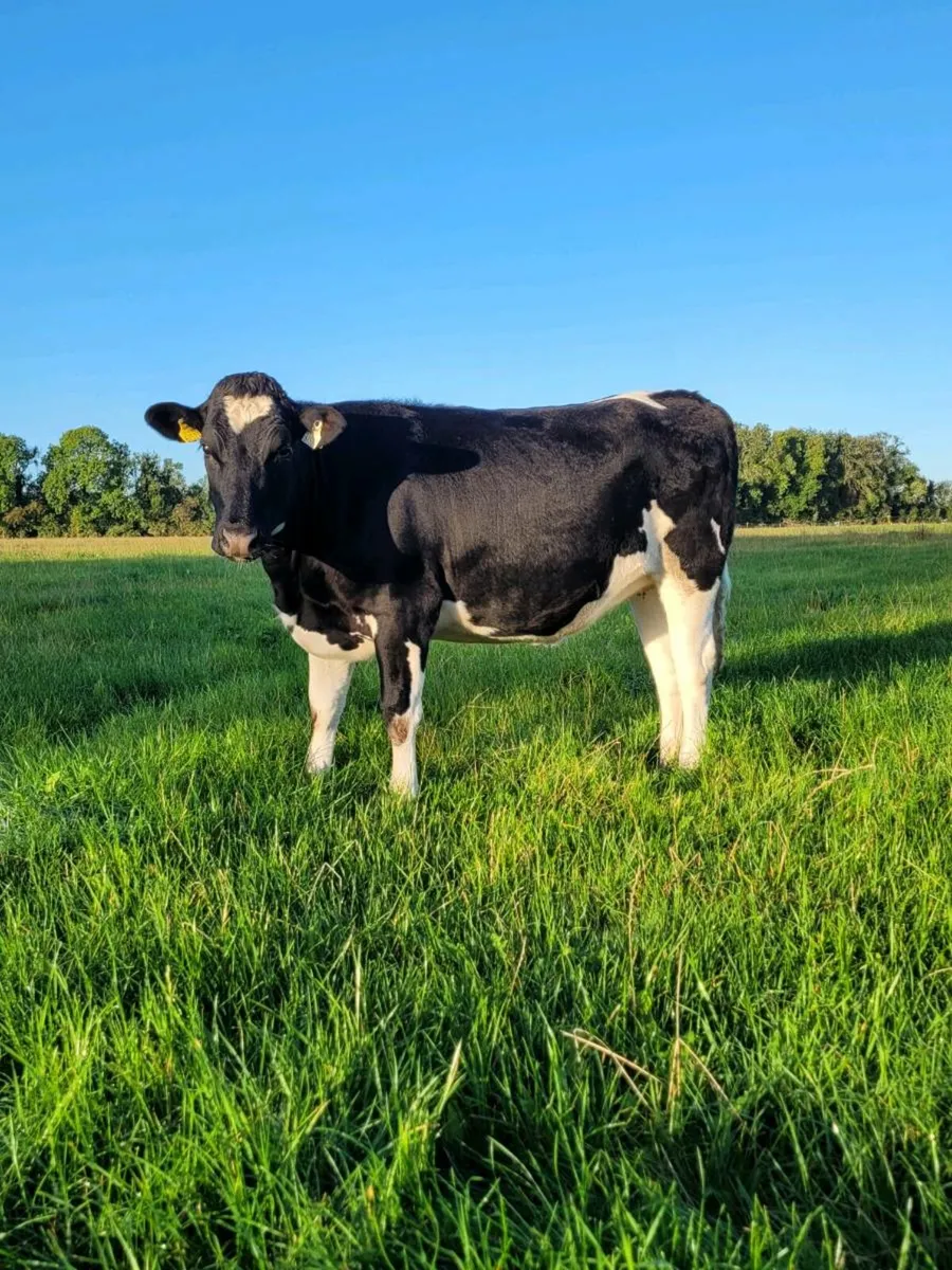 High EBI incalf heifers - Image 1