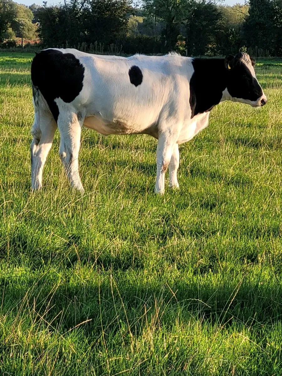 High EBI incalf heifers - Image 2