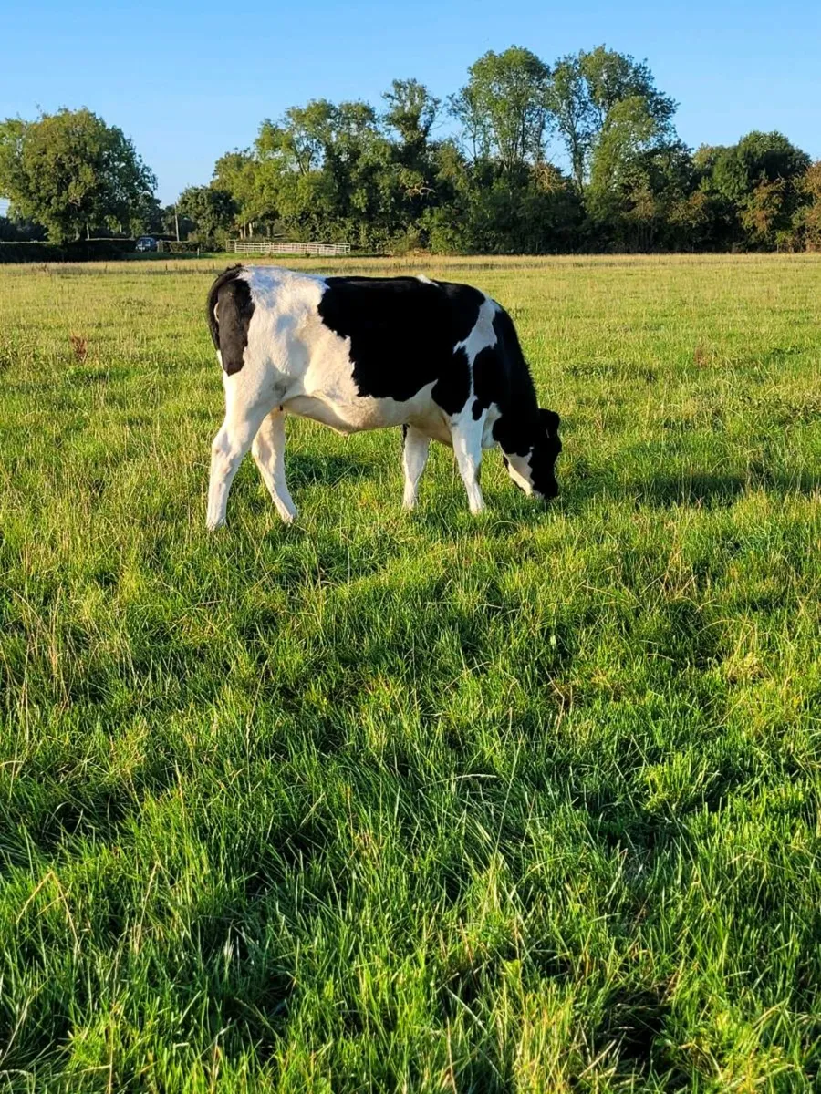 High EBI incalf heifers - Image 3
