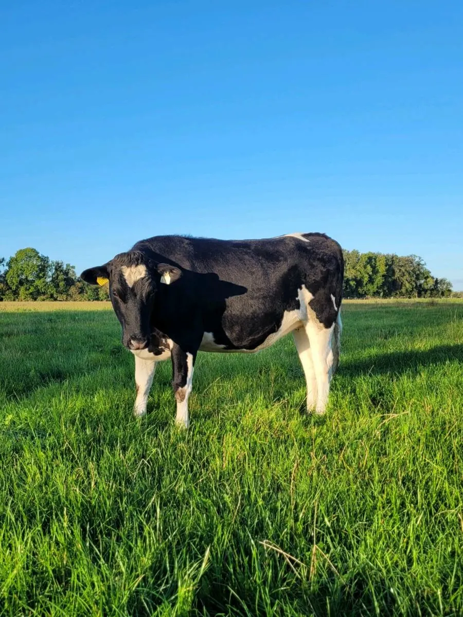 High EBI incalf heifers - Image 4