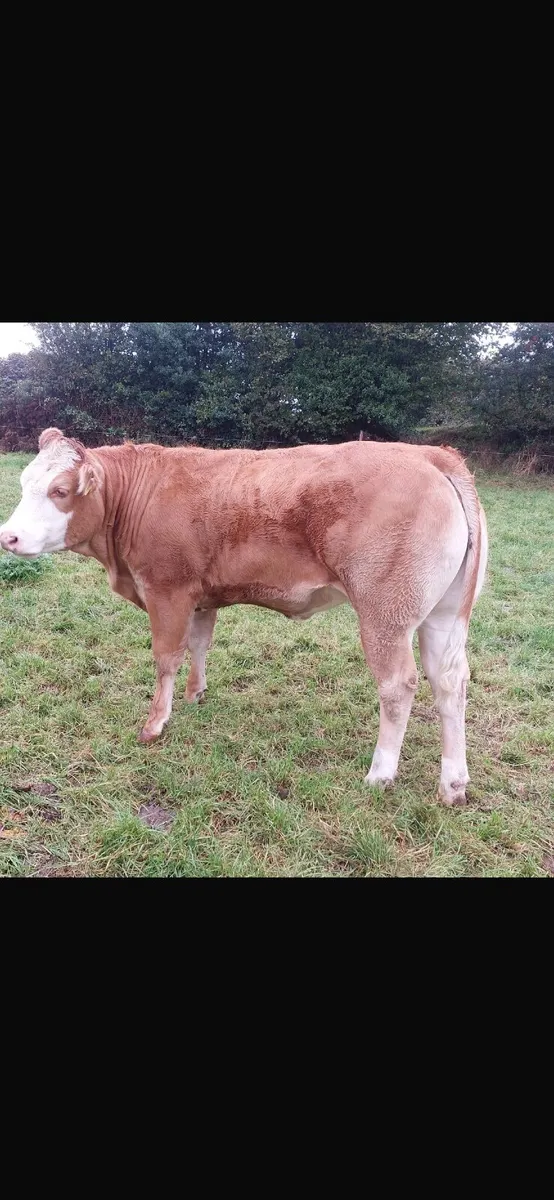 Livestock - Image 2
