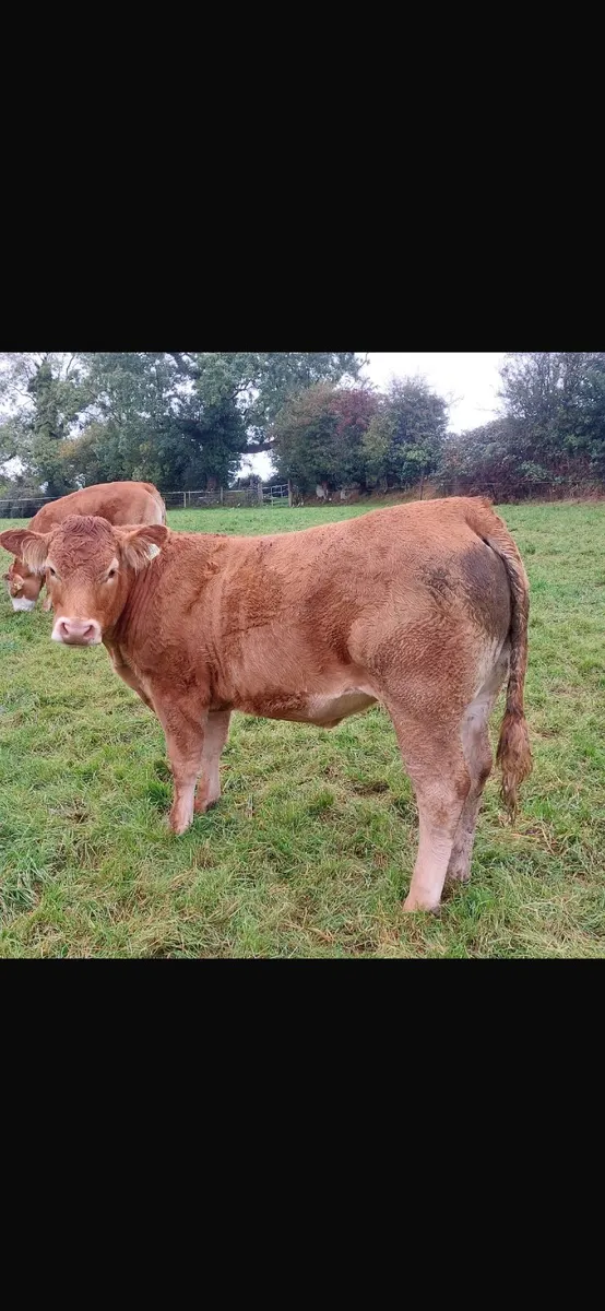 Livestock - Image 3