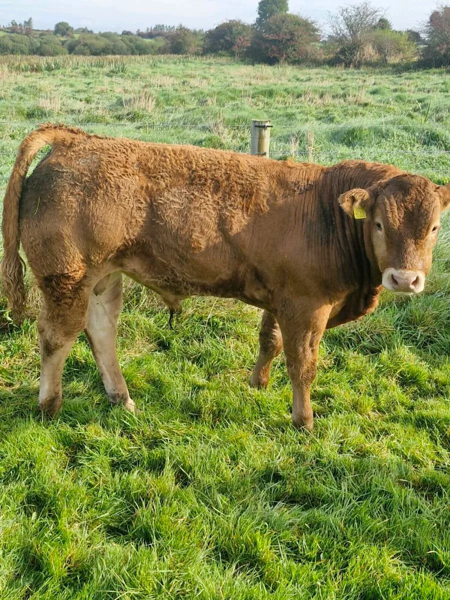 Weanling Bulls Tuam Mart Monday 22nd - Image 1