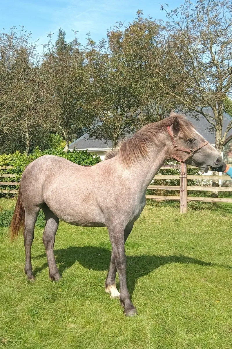 Yearling RID Filly For Sale - Image 1