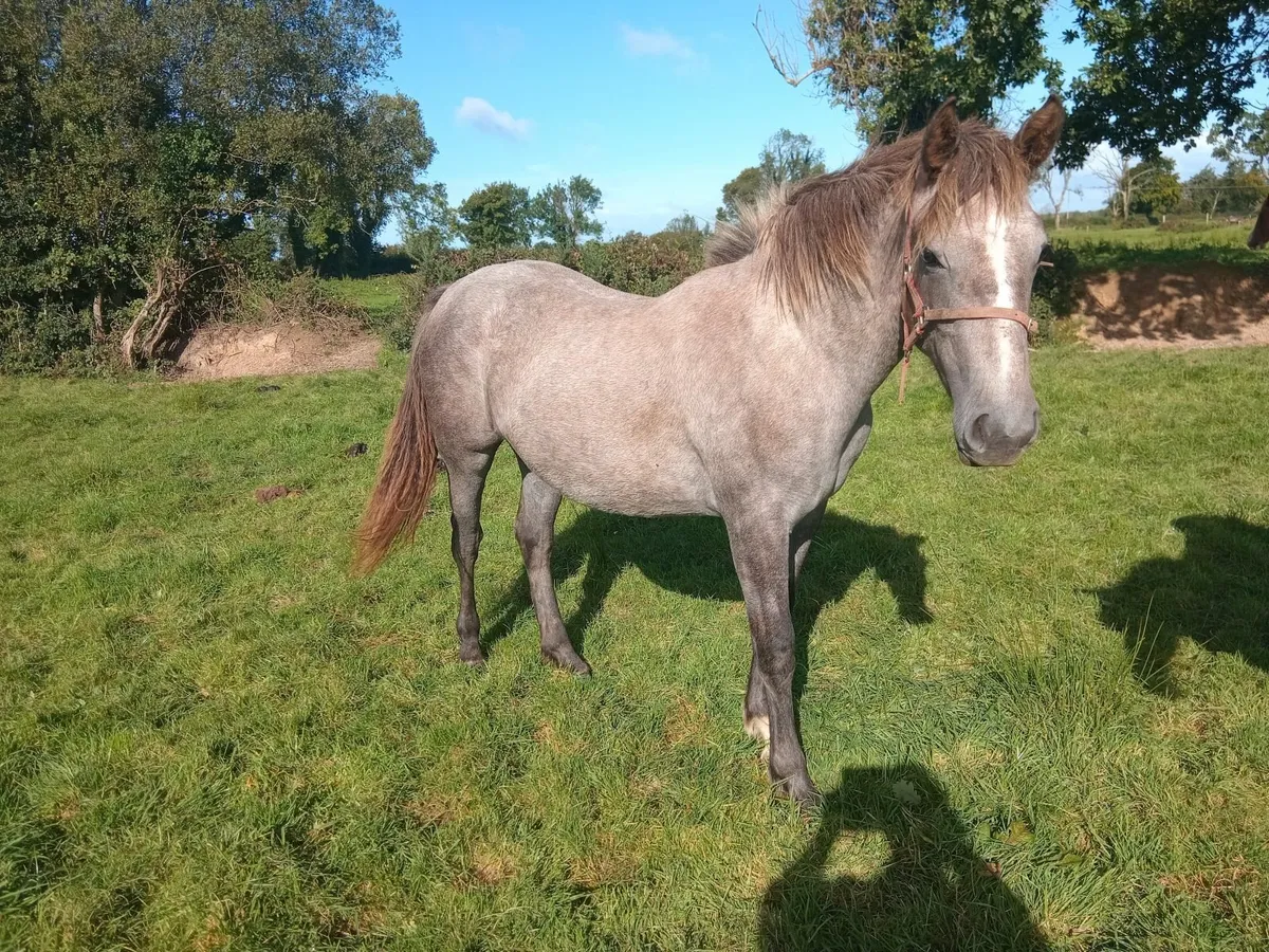 Yearling RID Filly For Sale - Image 3