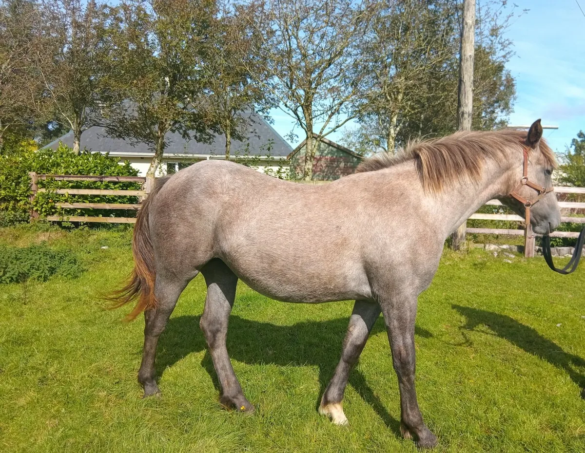 Yearling RID Filly For Sale - Image 4