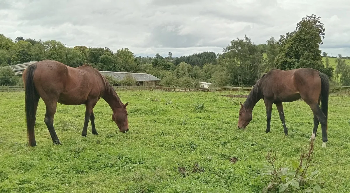 2 exceptional TB (brood)mares - Image 1