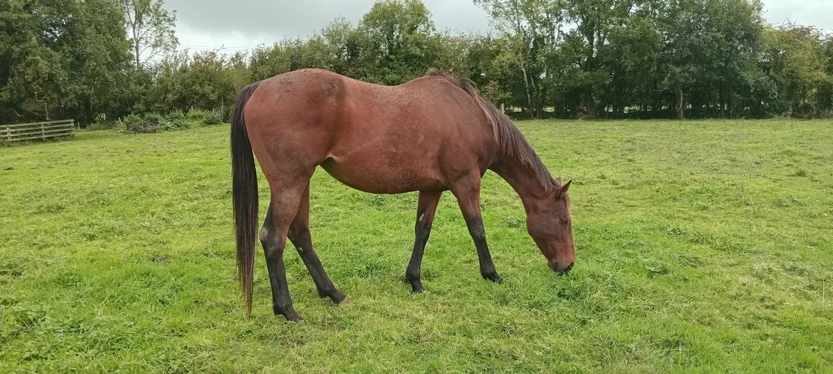 2 exceptional TB (brood)mares - Image 2