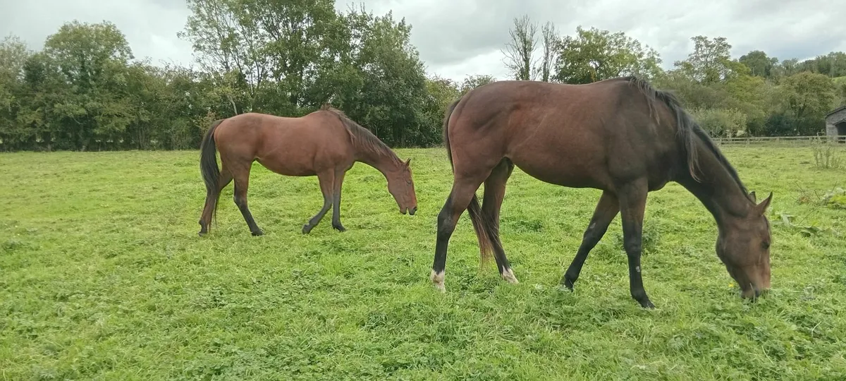 2 exceptional TB (brood)mares - Image 4