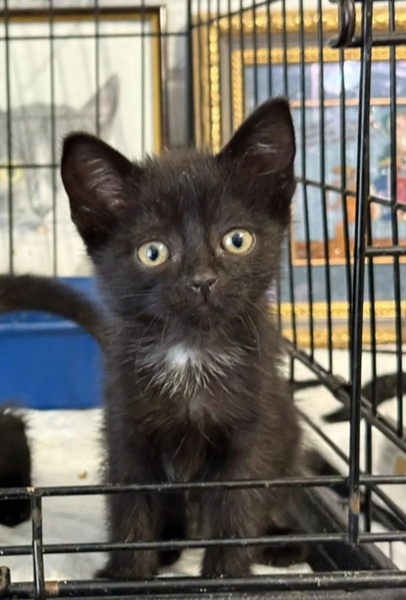Kitten available - Image 1