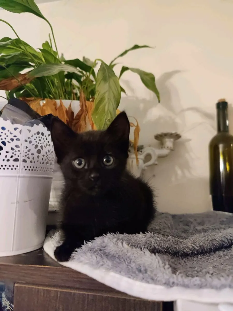 Kitten available - Image 2