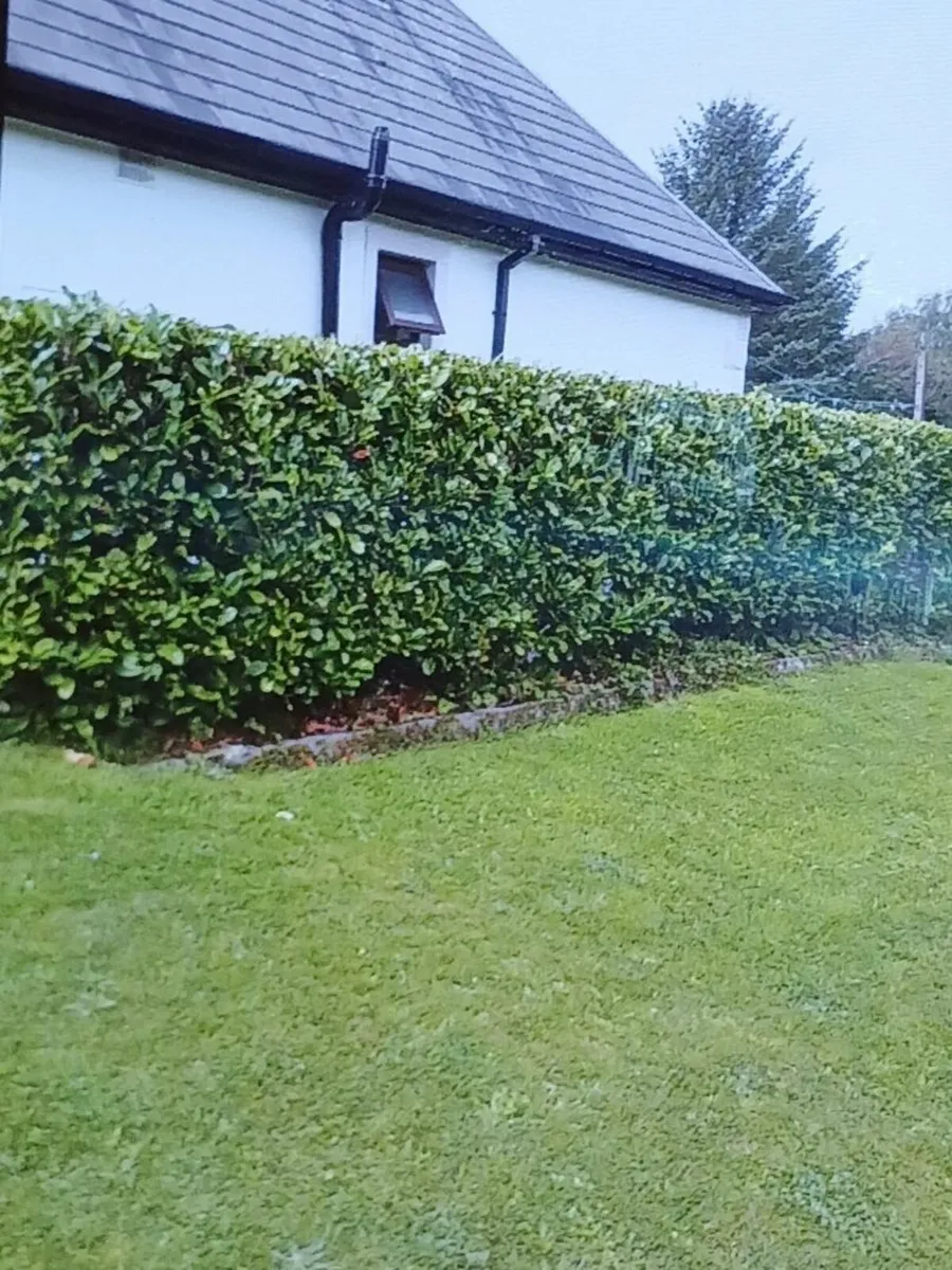 Laurel Trees - Image 1