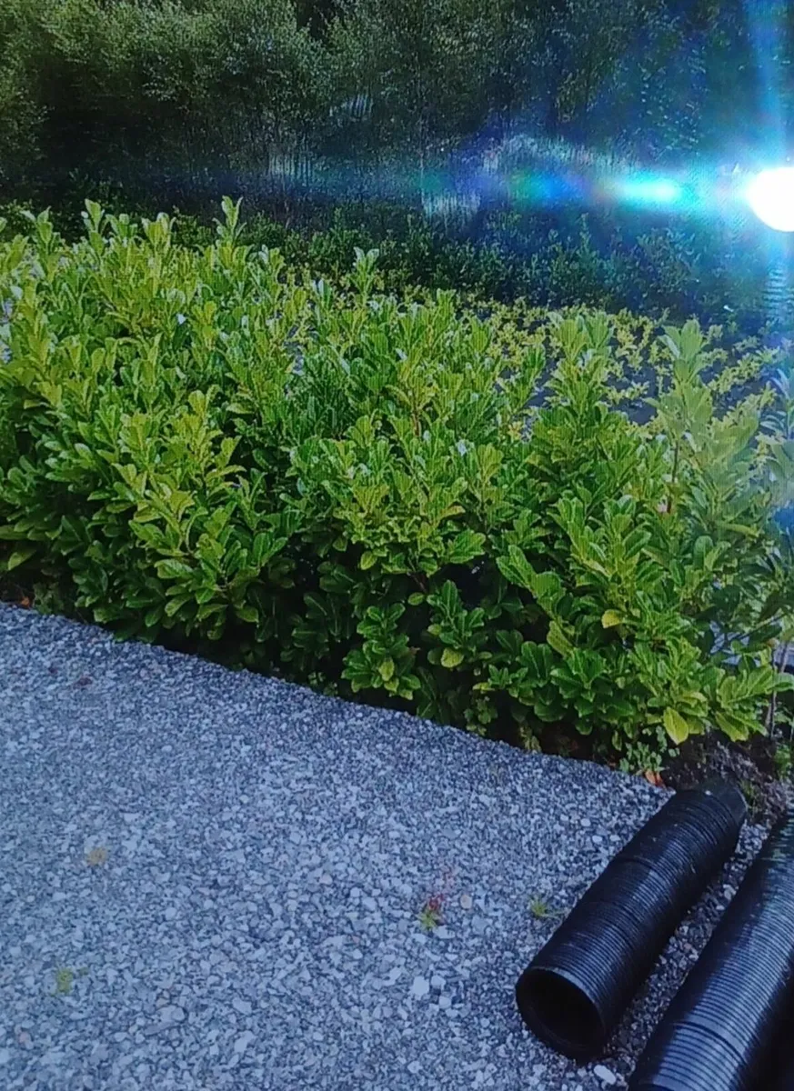Laurel Trees - Image 3