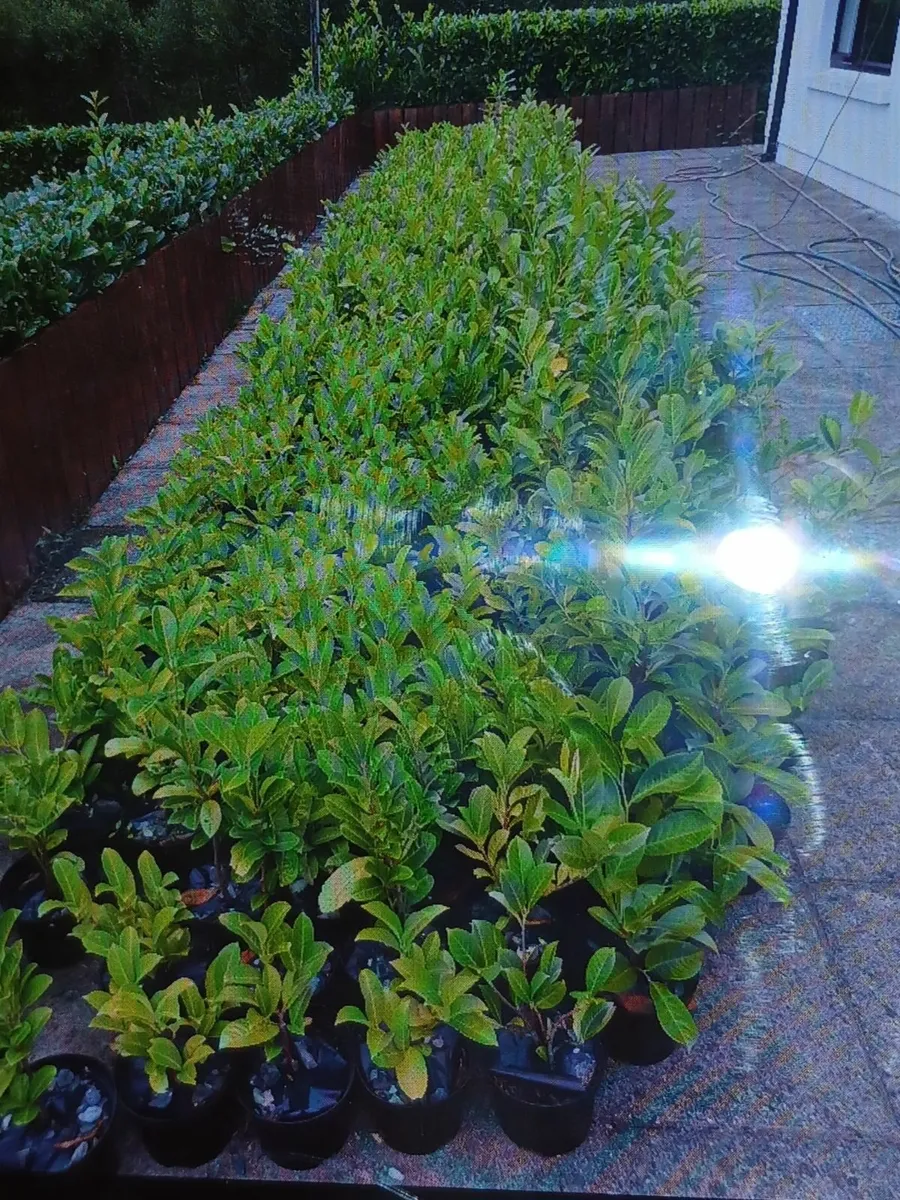 Laurel Trees - Image 4