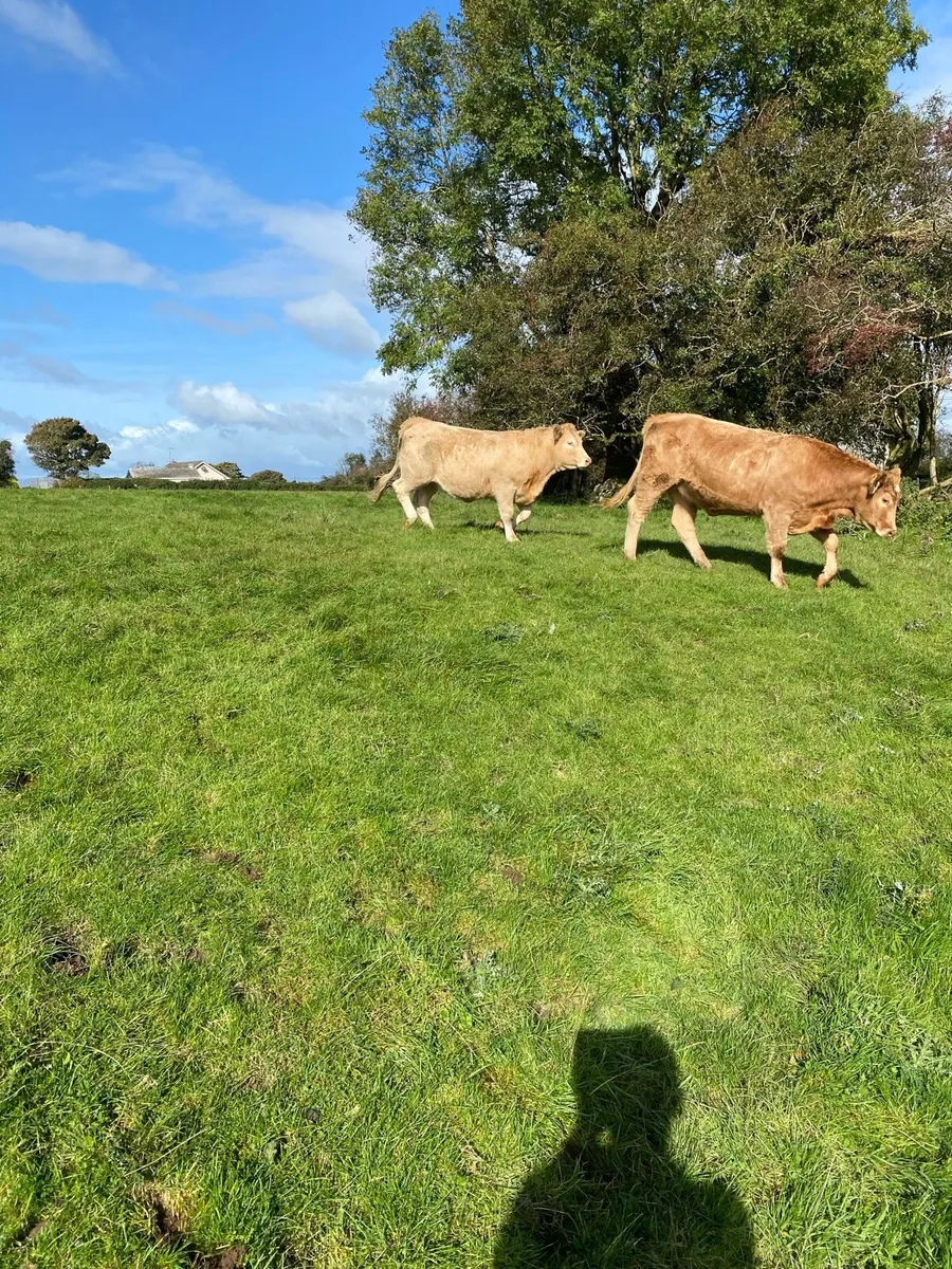 Cattle - Image 1
