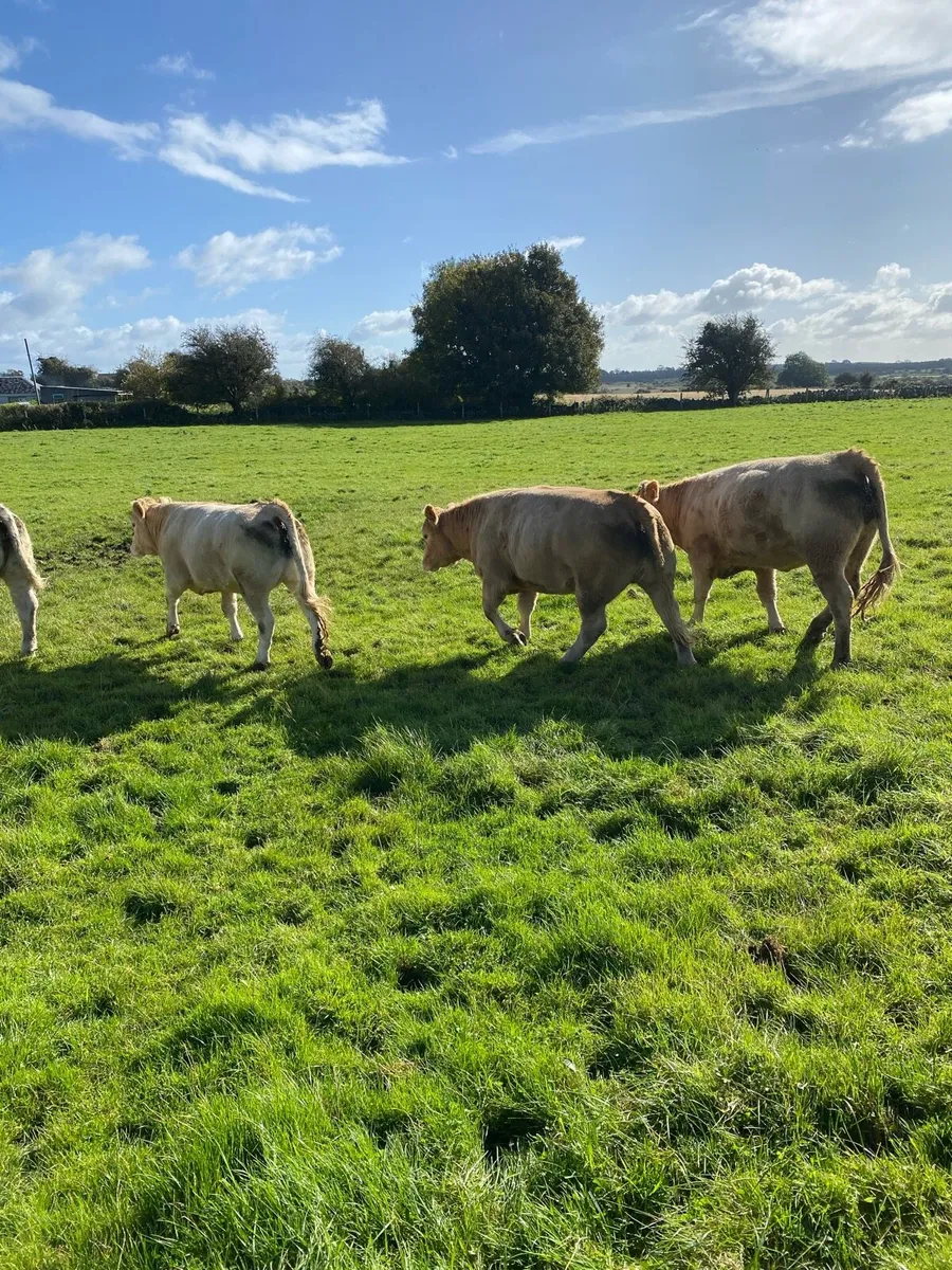 Cattle - Image 2