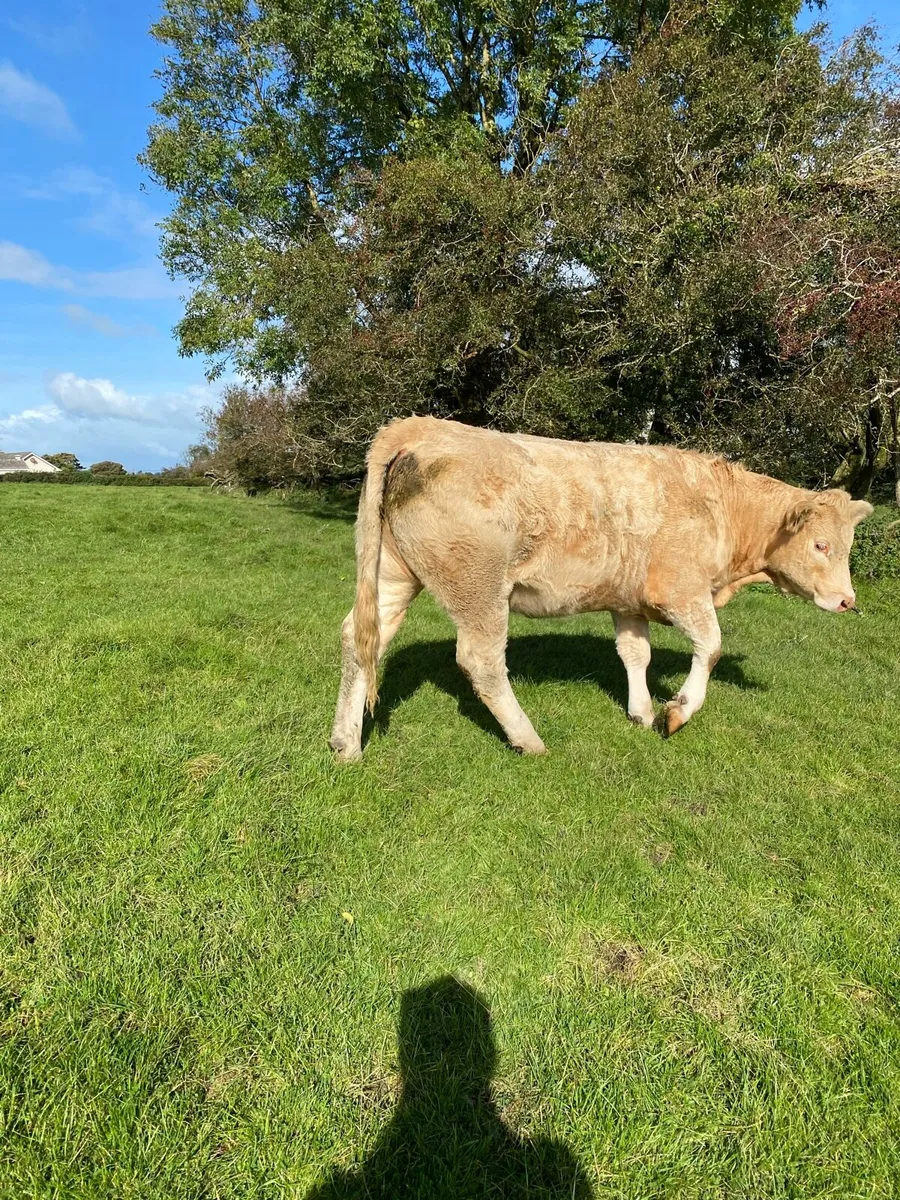 Cattle - Image 3