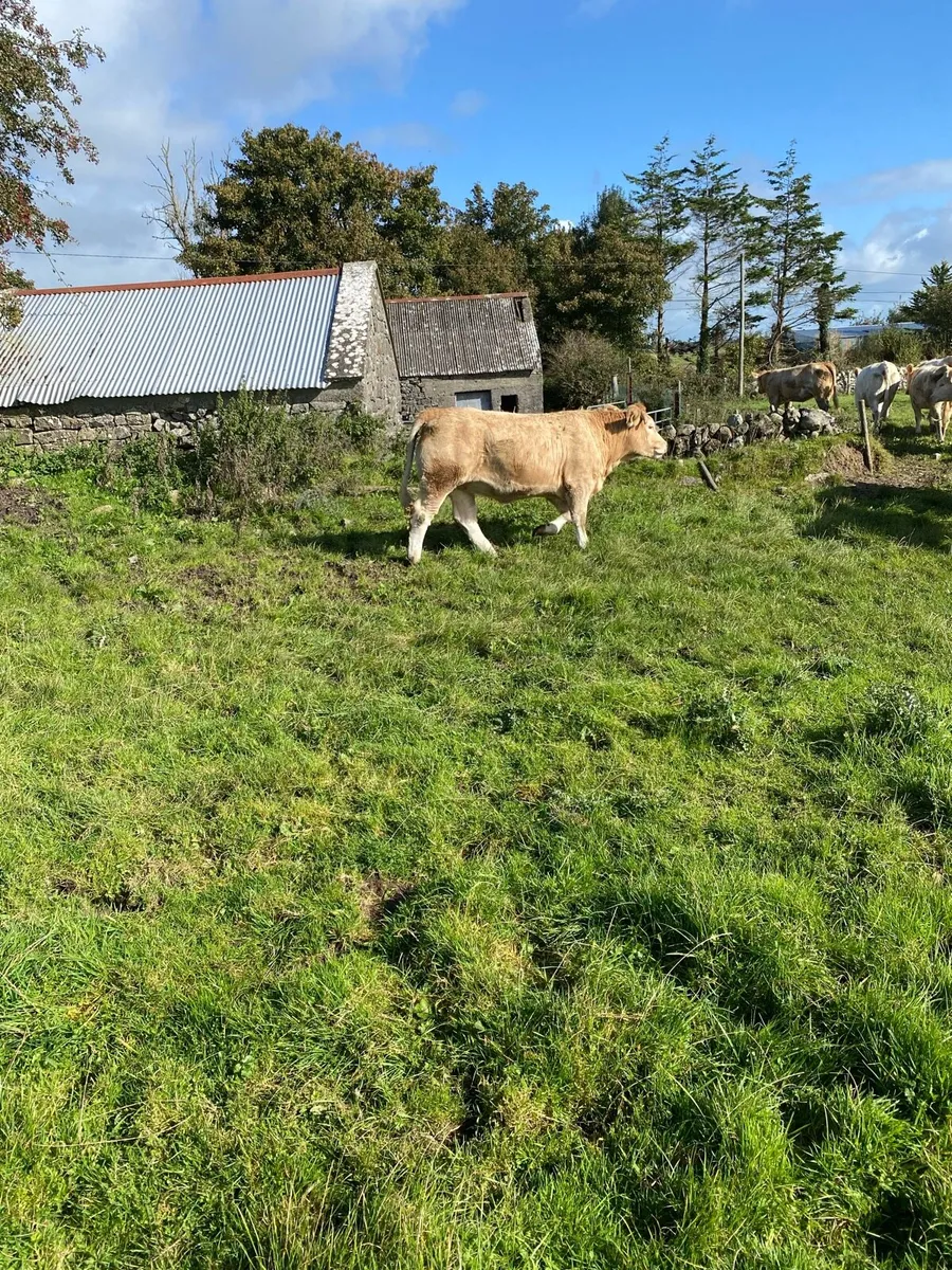 Cattle - Image 4