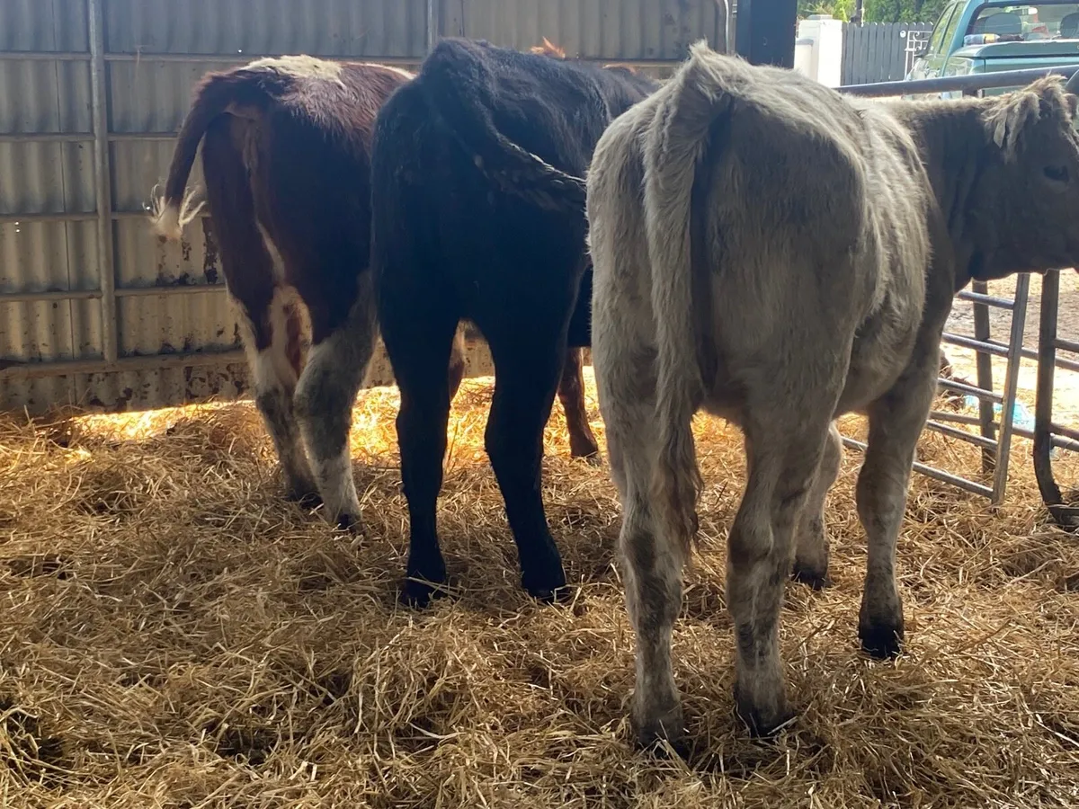 3 Super Weanling Heifers - Image 1