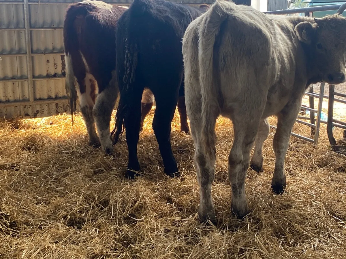 3 Super Weanling Heifers - Image 3
