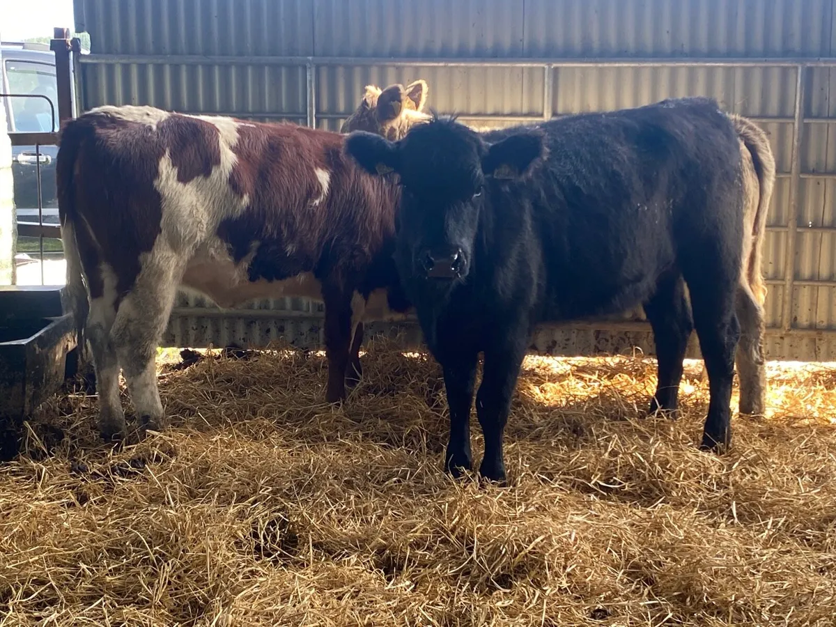 3 Super Weanling Heifers - Image 4