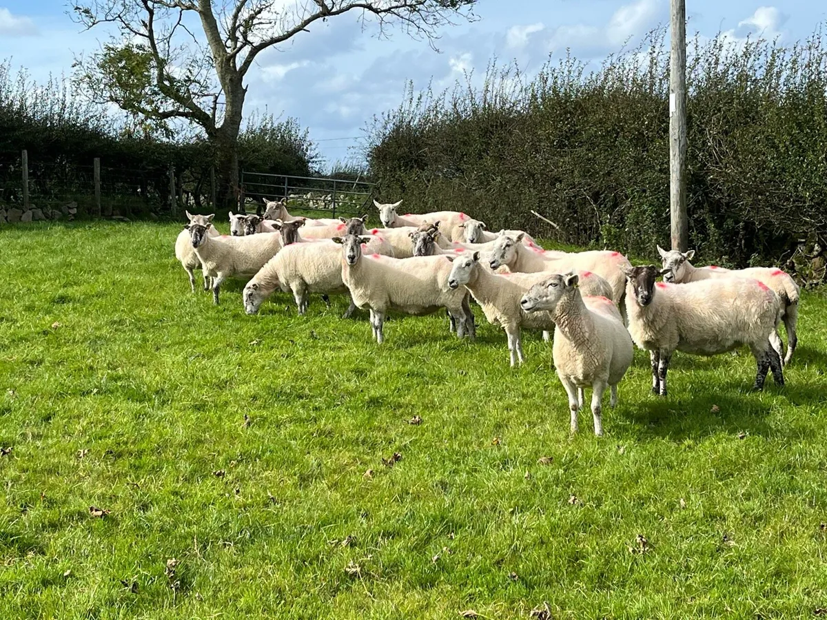 Cheviot x breeding ewes - Image 1