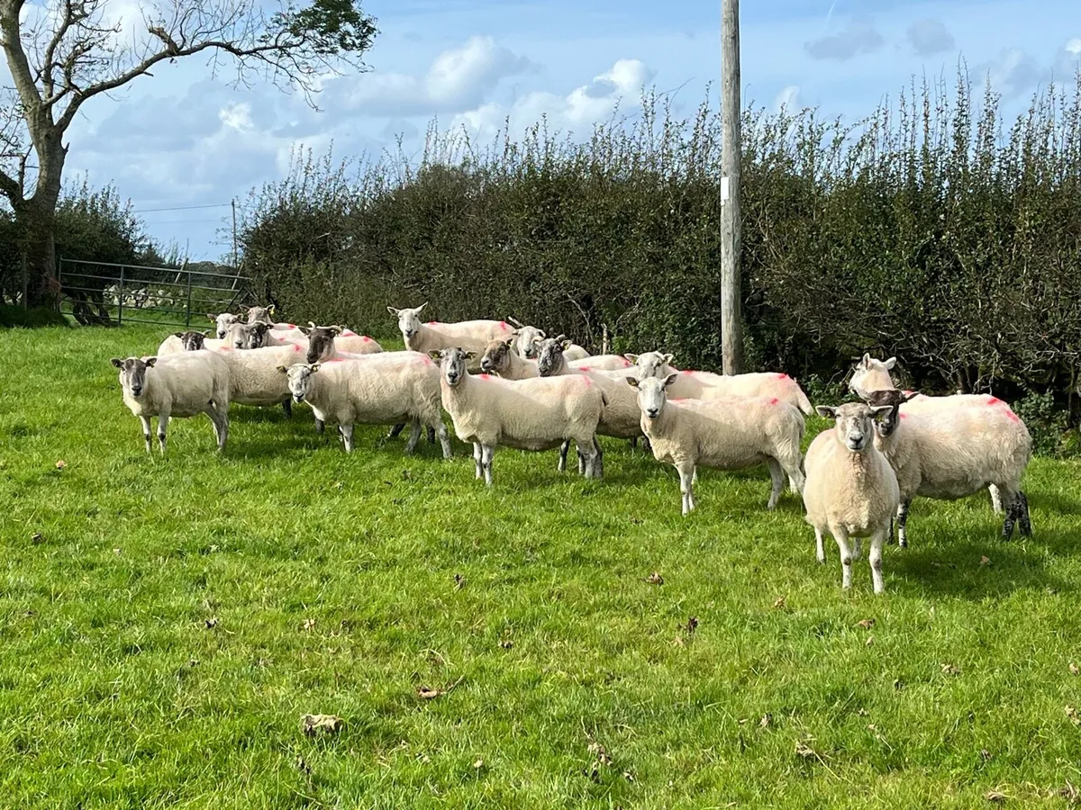 Cheviot x breeding ewes - Image 2