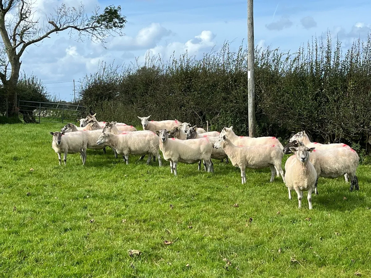 Cheviot x breeding ewes - Image 3