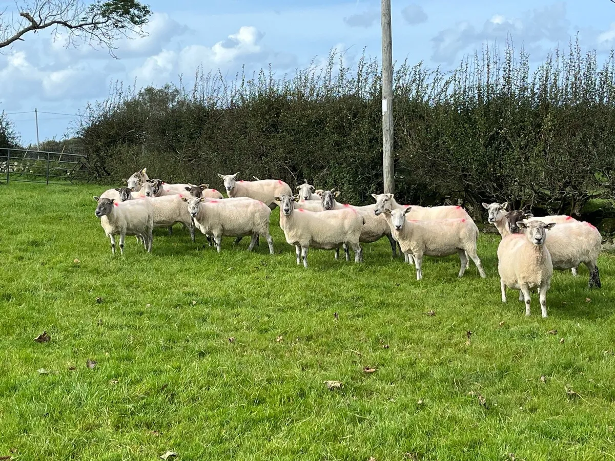 Cheviot x breeding ewes - Image 4