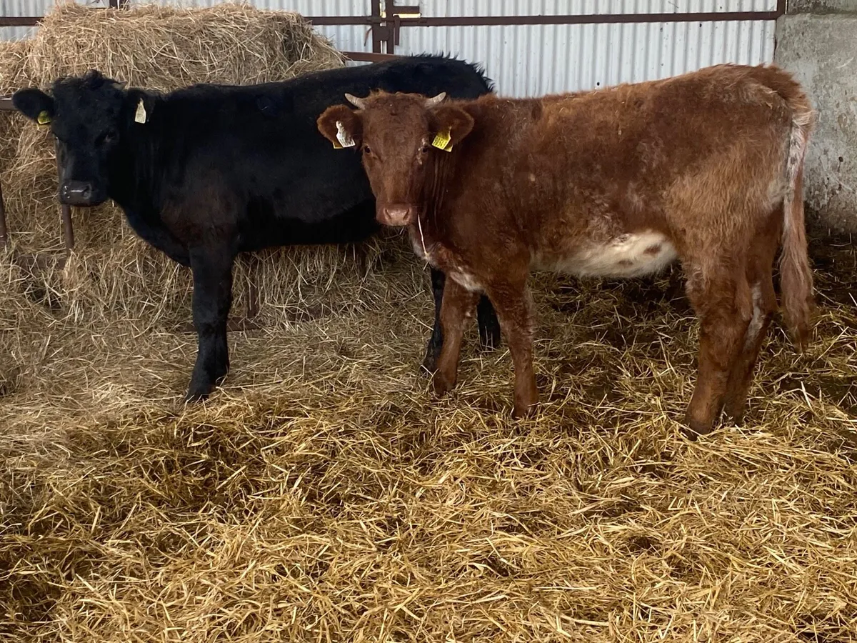 2 Super Heifer Weanlings - Image 2