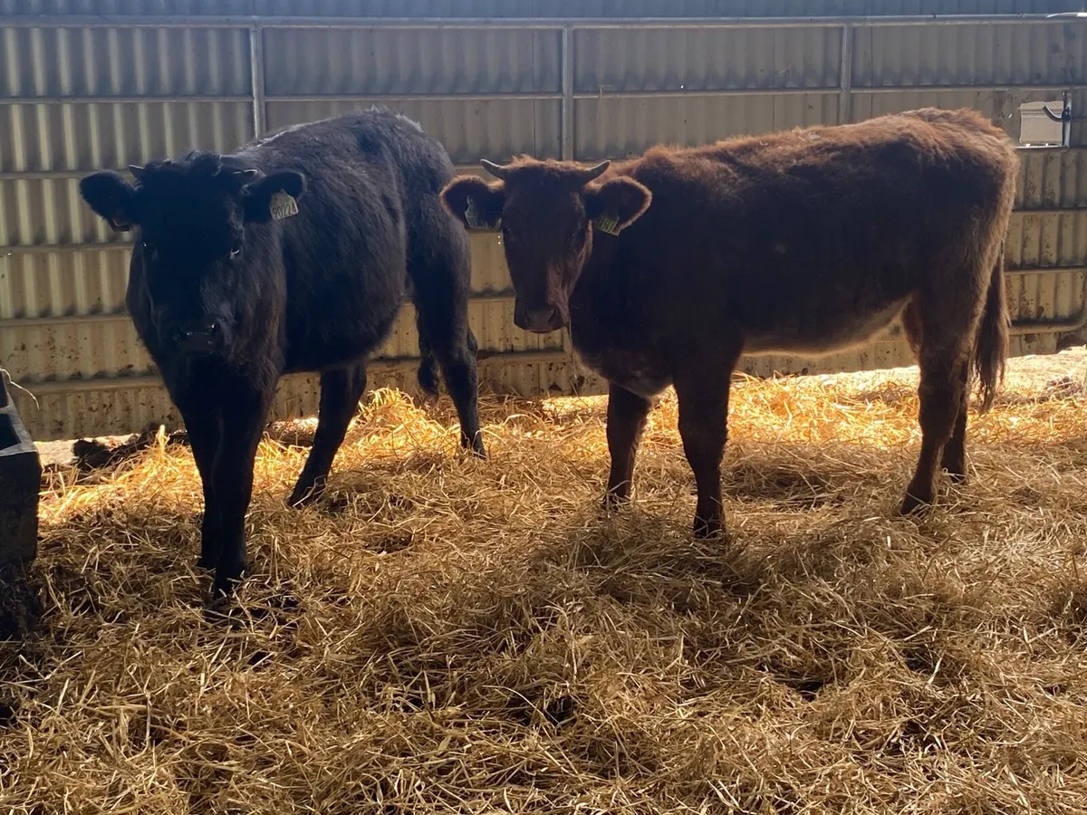 2 Super Heifer Weanlings - Image 3