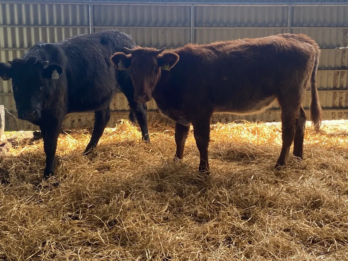 2 Super Heifer Weanlings - Image 4
