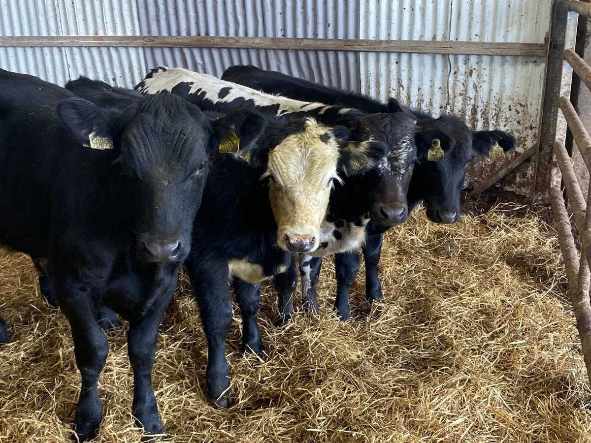 4 Smashing Bull Weanlings - Image 1