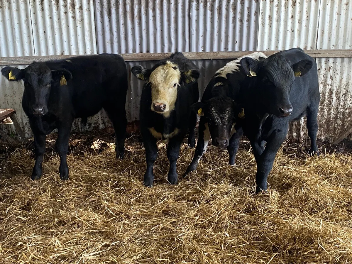 4 Smashing Bull Weanlings - Image 2