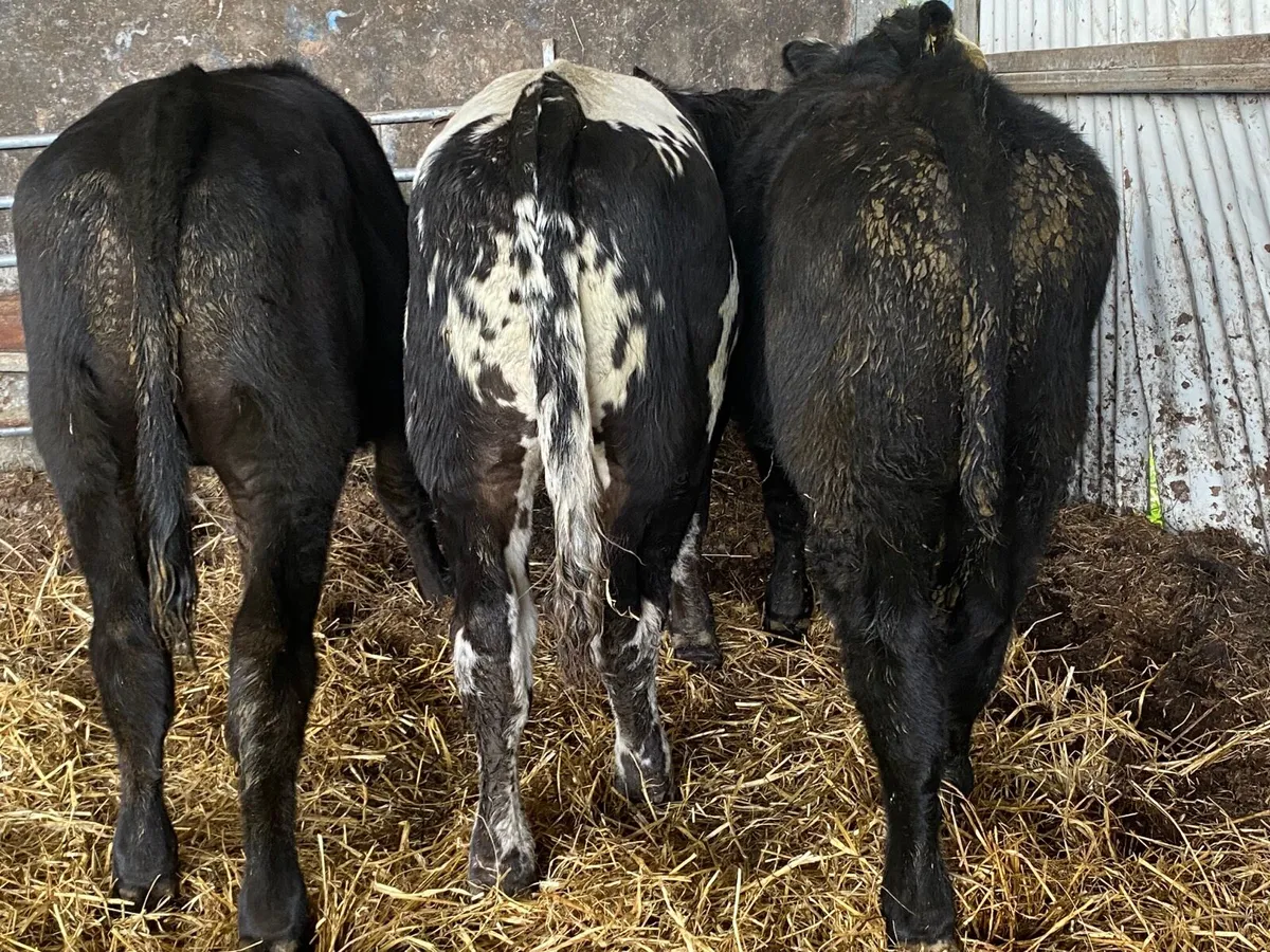 4 Smashing Bull Weanlings - Image 4