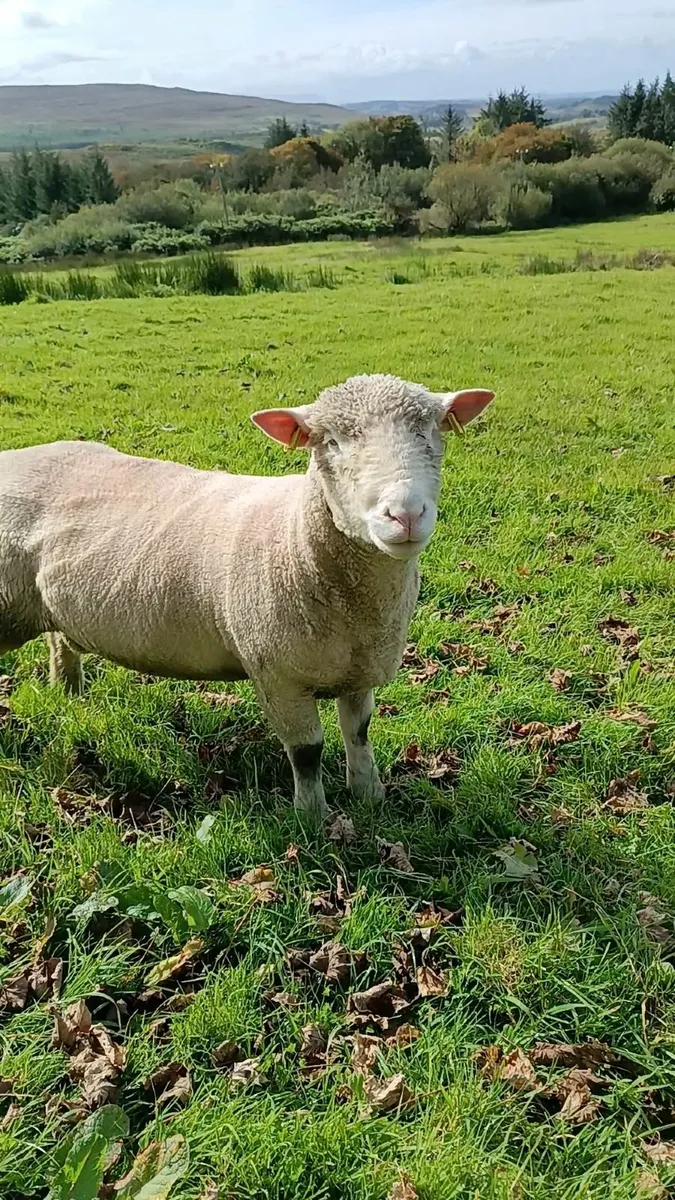 Dorset hogget rams - Image 2