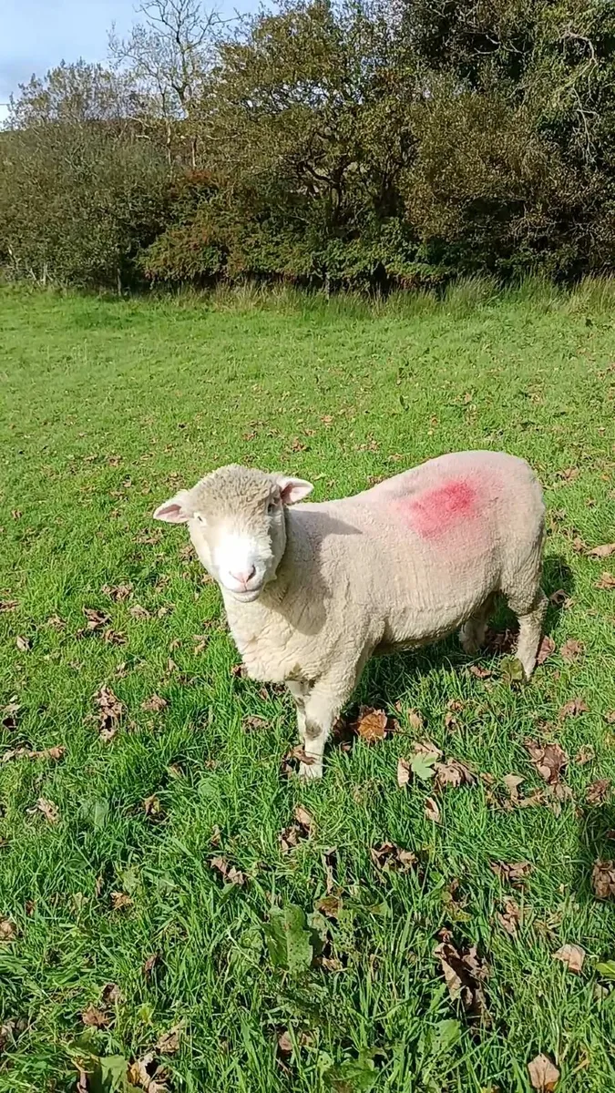 Dorset hogget rams - Image 3