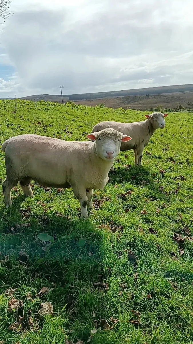Dorset hogget rams - Image 1