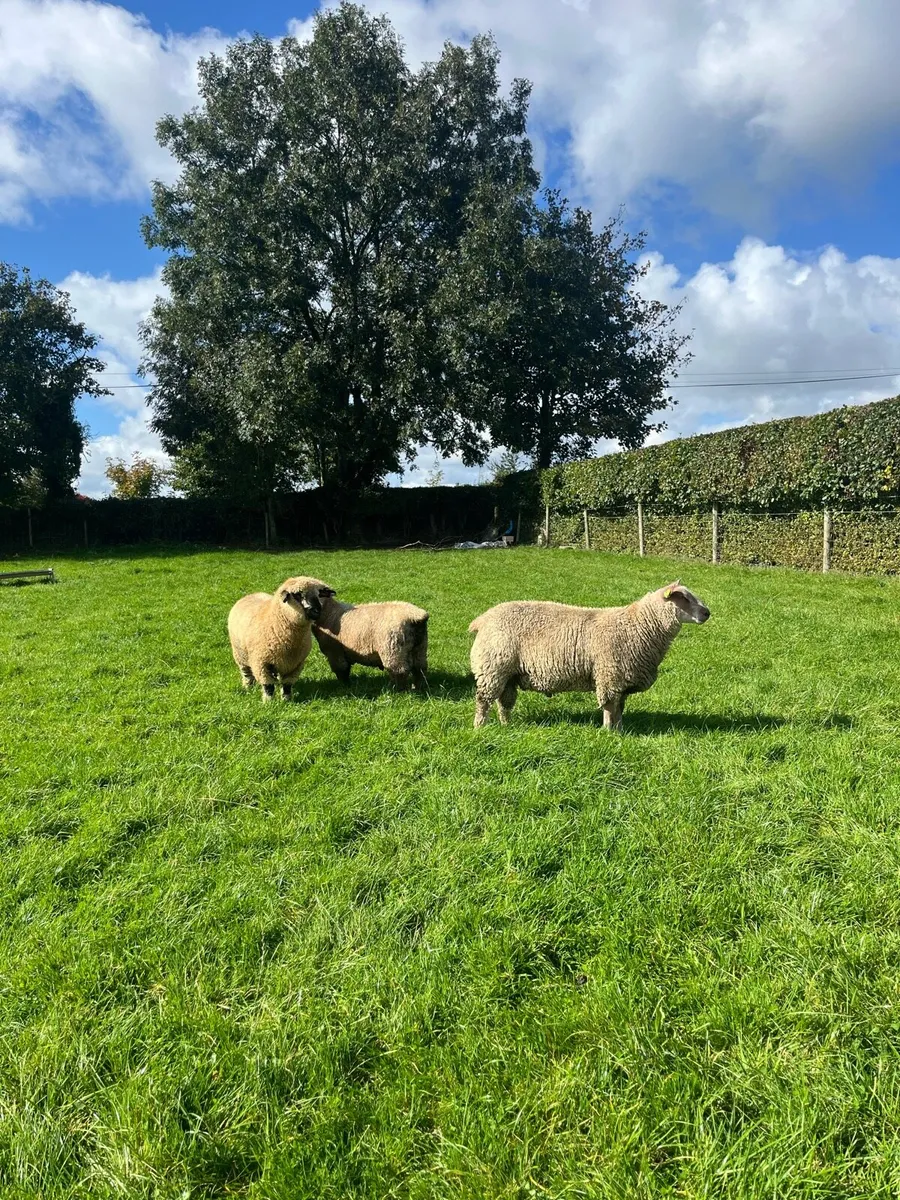 Charollais ram lamb - Image 1
