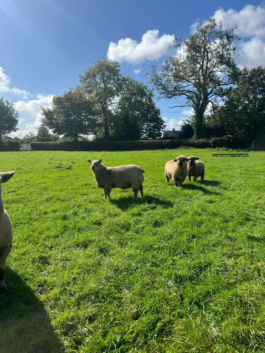 Charollais ram lamb - Image 2
