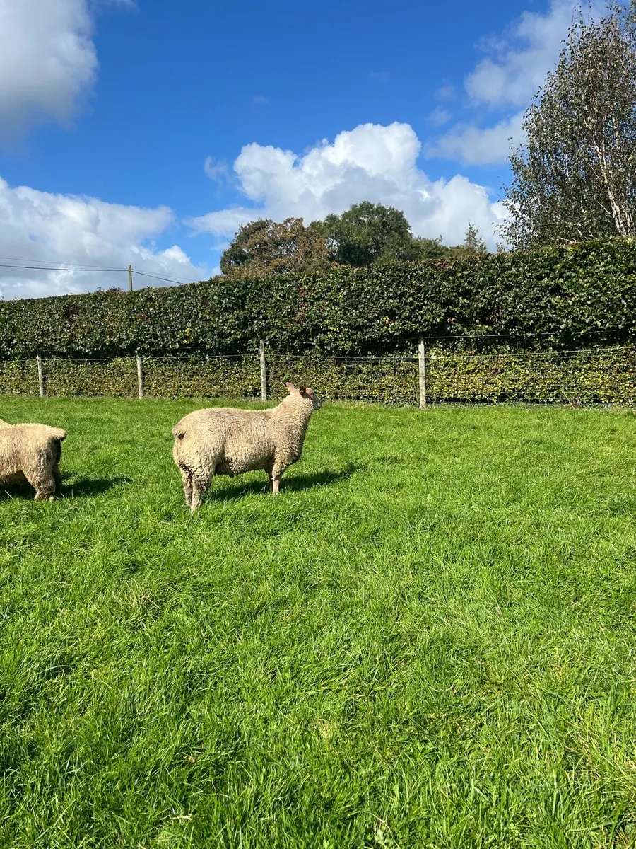 Charollais ram lamb - Image 3