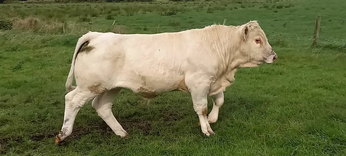Bull Weanlings Roscommon Mart 23rd Sept - Image 4