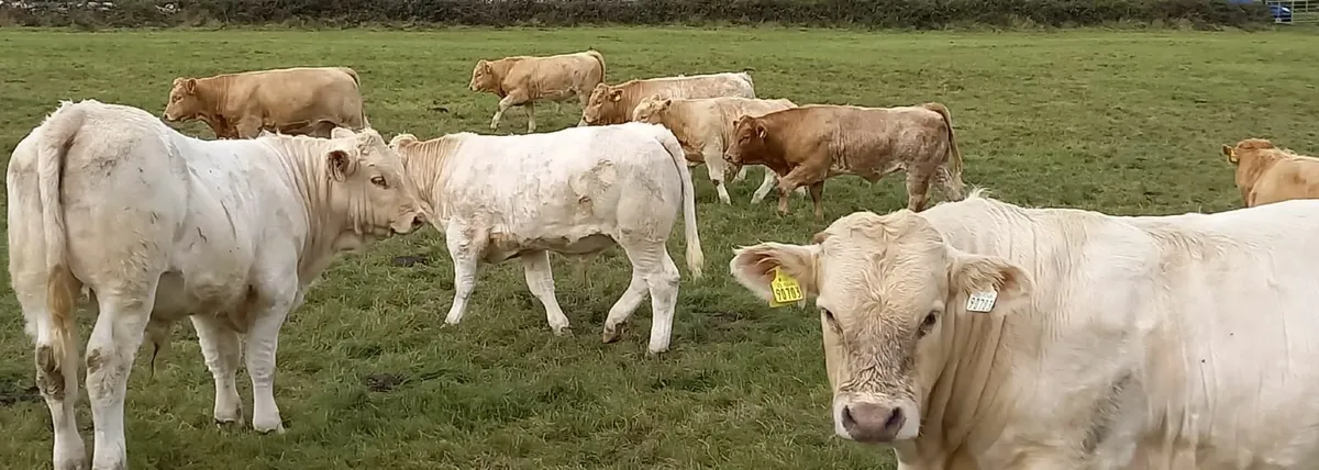 Bull Weanlings - Image 2