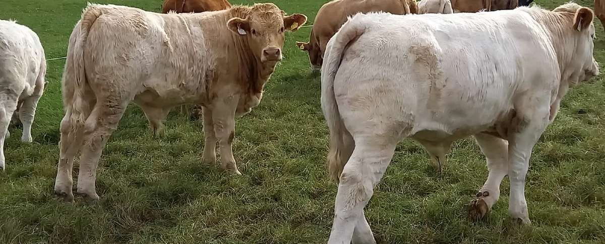 Bull Weanlings - Image 1