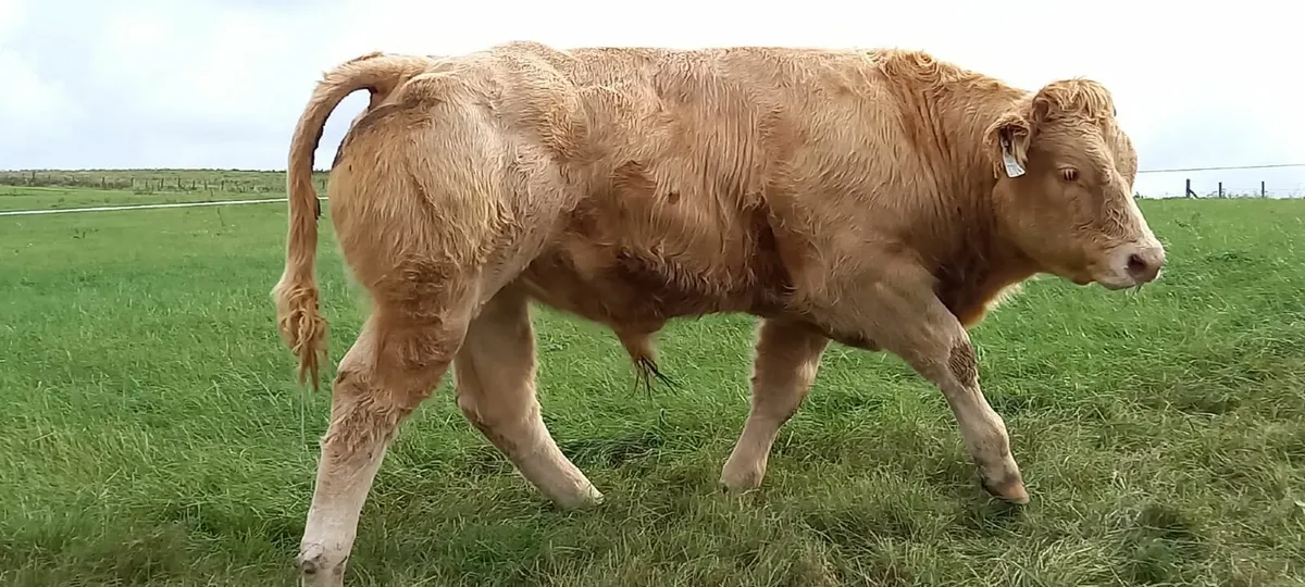 Bull Weanlings Roscommon Mart 23rd Sept - Image 3