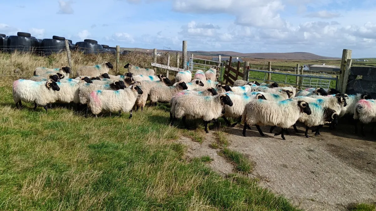 45 mayo blackface hoggets - Image 1
