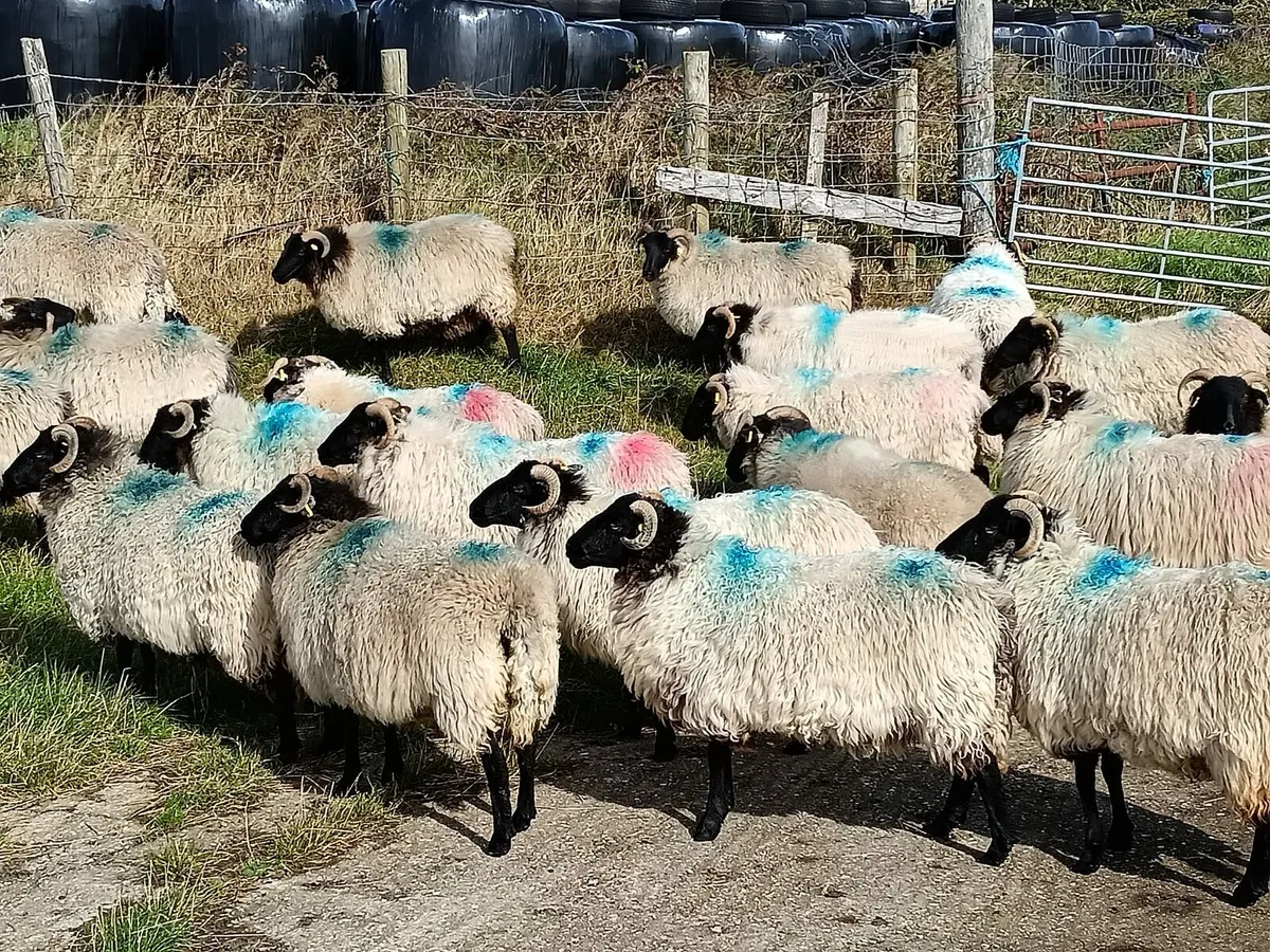 45 mayo blackface hoggets - Image 2