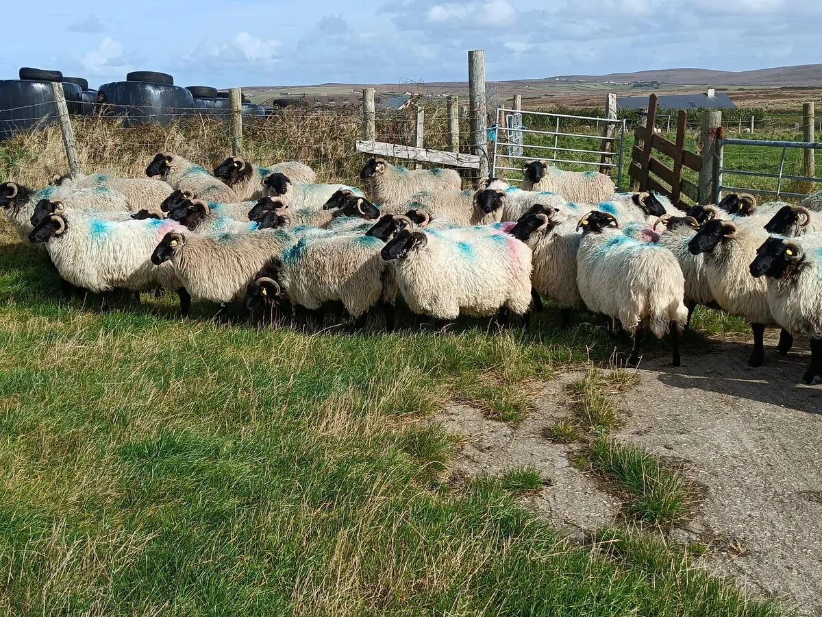 45 mayo blackface hoggets - Image 3