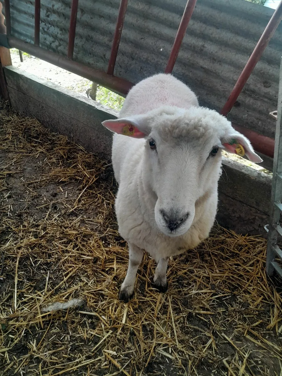 Galway Hogget Ram - Image 3